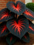 Black Heart Leaf Caladium Seeds – Exotic Red Vein Indoor & Outdoor Decorative Plant